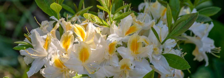 Рододендрон Northern Hi Lights - красивый цветник с яркими цветами в хмурые дни