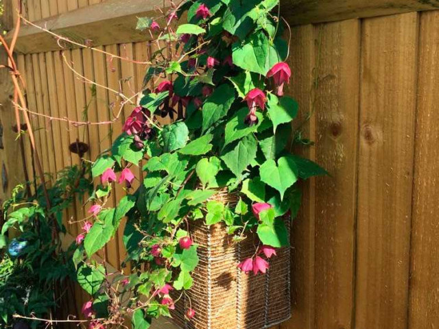 Родохитон - секреты успешного выращивания этого прекрасного цветка в домашних условиях