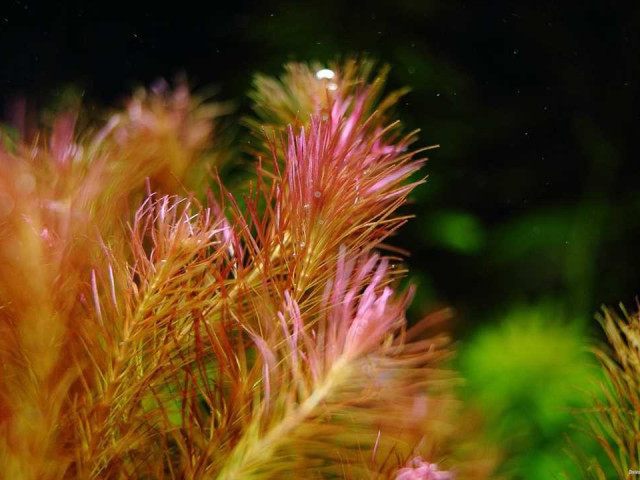 Ротала валиха — уникальное аквариумное растение, покоряющее своими красками и формами вьетнамскую флору