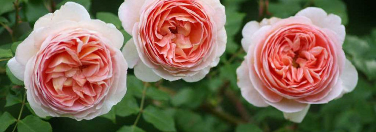 Роза Абрахам Дерби - история возникновения и краткий обзор популярного сорта роз