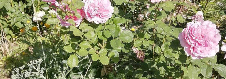 Изумительные фото розы Александры из Кента для вдохновения и наслаждения