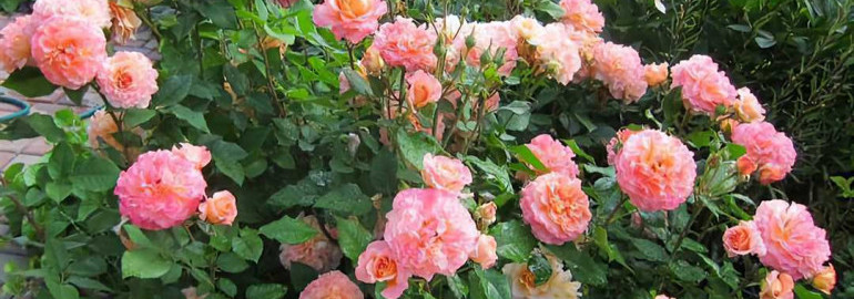 Роза августа Луиза - красота и изящество на вашем садовом участке