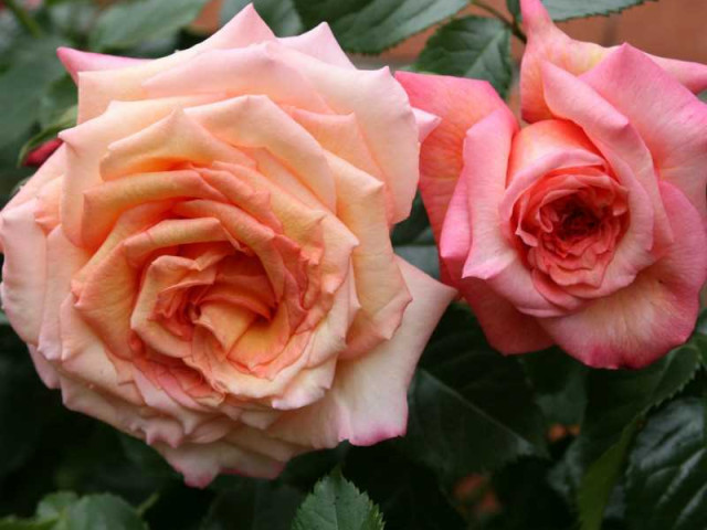 Красота безупречных форм и нежных оттенков - картина розы барок в фото и описании