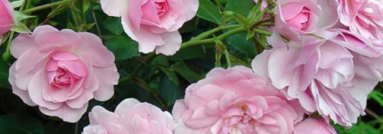 Откройте волшебный мир розы Боника - узнайте, какие сорта существуют и оцените их красоту на фотографиях