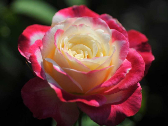 Волшебная роза дабл делайт - секреты ухода, цветочное волшебство и вдохновение для садоводов