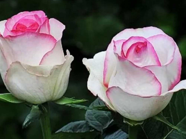 Роза Dolce Vita - вселенская красота цветов и сердце