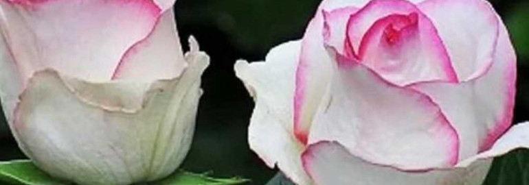 Роза Dolce Vita - вселенская красота цветов и сердце