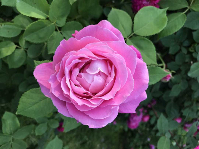 Роза Луис Одьер - последняя тайна чарующей красавицы мирового садоводства