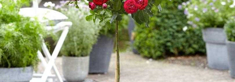 Восхитительная красота и неповторимый шарм розы на штамбе - секреты выращивания, уход и разновидности