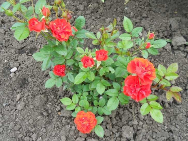 Уникальные свойства и необыкновенная красота розы orange juwel закружат вас в волнах благоухания и подарят яркое наслаждение в саду