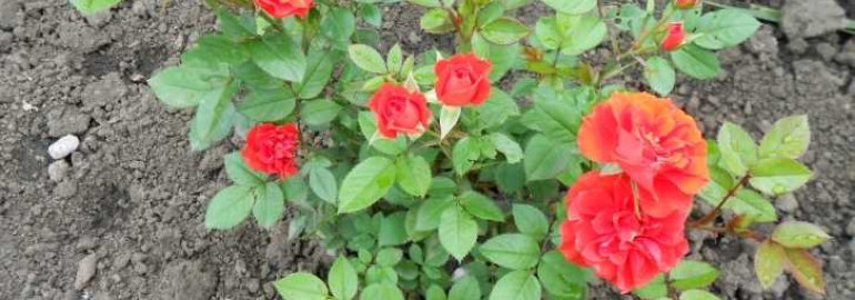 Уникальные свойства и необыкновенная красота розы orange juwel закружат вас в волнах благоухания и подарят яркое наслаждение в саду