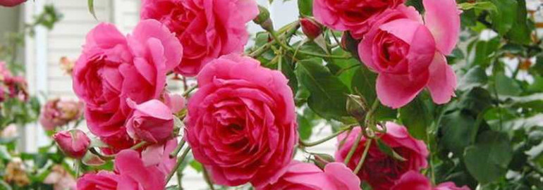 Красочный фотопарад и подробное описание самых пышных и ярких роз - наслаждайтесь волшебством цветов!