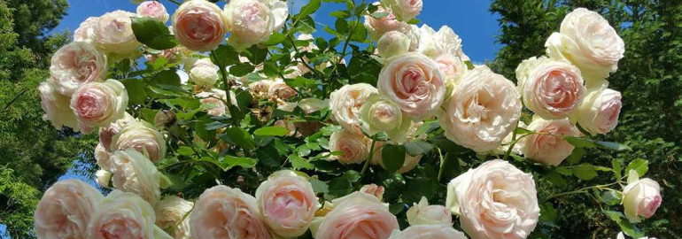 Роза пьер де ронсар — сорт роз экстра-класса для истинных ценителей красоты и благородства