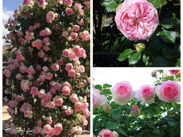 Роза Pierre de Ronsard Eden Rose 85 – сорт с шикарными махровыми цветками, обладающий роскошной красотой и незабываемым ароматом
