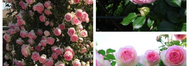 Роза Pierre de Ronsard Eden Rose 85 – сорт с шикарными махровыми цветками, обладающий роскошной красотой и незабываемым ароматом