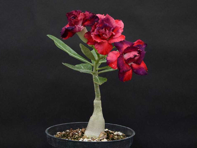 Роза пустыни - как правильно ухаживать за цветком для его здоровья и красоты