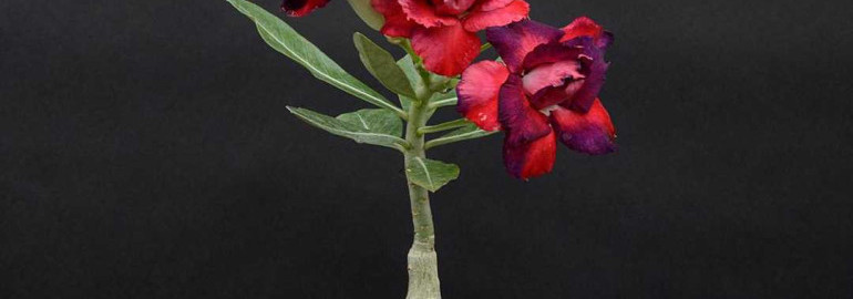 Роза пустыни - как правильно ухаживать за цветком для его здоровья и красоты