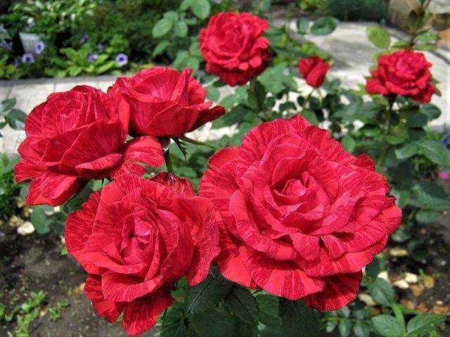 Роза ред интуишн - почему эти цветы так востребованы среди цветоводов и как правильно ухаживать за ними