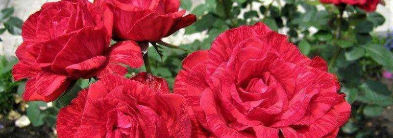 Роза ред интуишн - почему эти цветы так востребованы среди цветоводов и как правильно ухаживать за ними