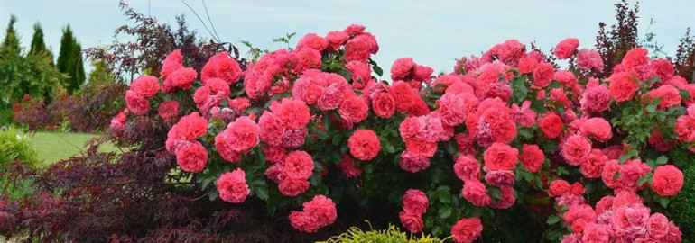 Великолепие розариума Ютерсен - красота и изящество Розы розариум