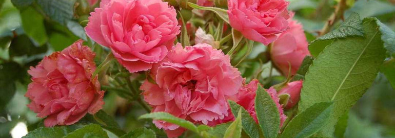 Фото и описание розы ругоза - все, что нужно знать о прекрасном цветке для сада и букетов