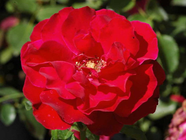 Роза сантана - самая полная энциклопедия о розах!