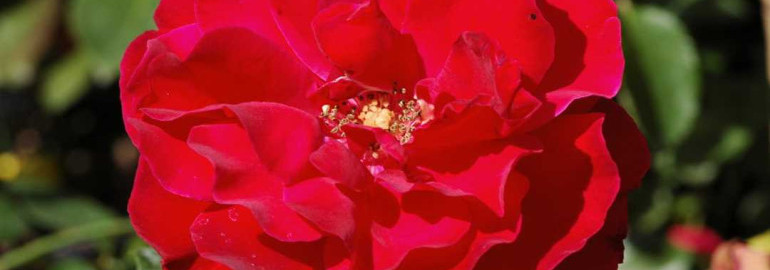 Роза сантана - самая полная энциклопедия о розах!