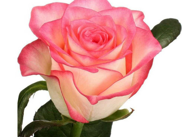 Интересный факт - роза и ее загадочное происхождение, которое никто не знает