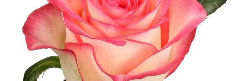 Интересный факт - роза и ее загадочное происхождение, которое никто не знает
