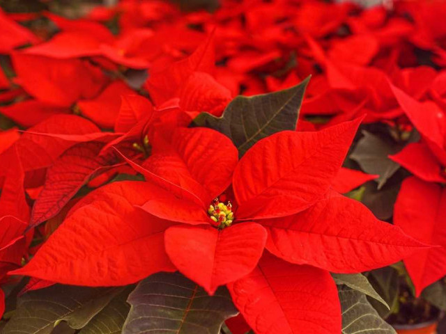 Рождественский цветок с красными листьями - красавец-расцветушка, которую невозможно не заметить
