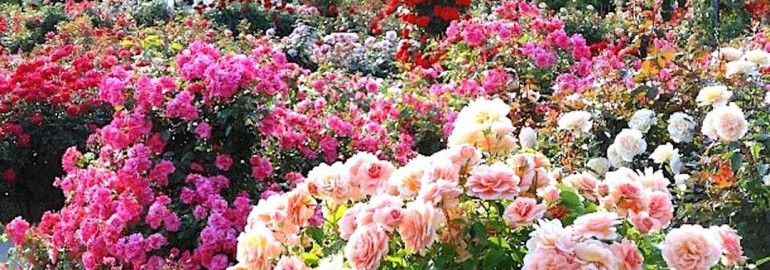 Как создать роскошный сад с уютным уголком для роз - советы по выбору сортов, посадке и уходу за растениями