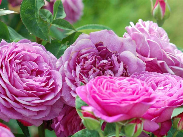 Ознакомьтесь с официальным сайтом розы "Тантау" для сладких романтических мгновений