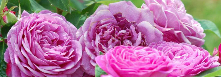 Ознакомьтесь с официальным сайтом розы "Тантау" для сладких романтических мгновений