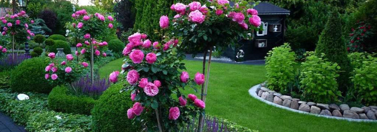 Уникальные идеи использования роз в ландшафтном дизайне вашего дачного участка - фото, советы, вдохновение