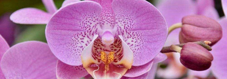 Потрясающие фотографии розовой орхидеи - вдохновение для цветоводов и любителей природы