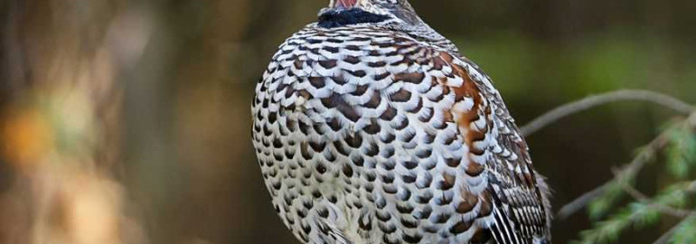 Фотографии рябчика – уникальное познание мира птиц в цифровых кадрах