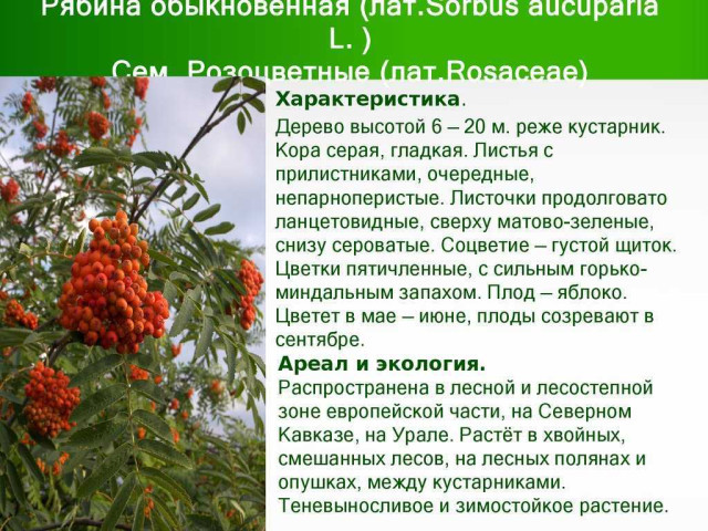 Рябина – дерево или кустарник - отличительные особенности растения и его место в ботанике