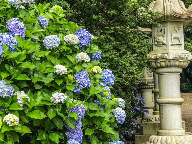 Удивительный сад гортензий в стране восходящего солнца - японцы создали настоящее волшебное место