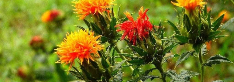 Сафлора - растение семейства сложноцветных, из которого получают масло богатое полезными веществами и используемое в косметологии и медицине