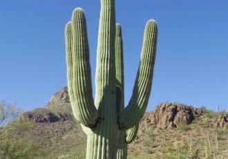 Сагуаро - крупнейший кактус в Америке и символ пустыни Сонора