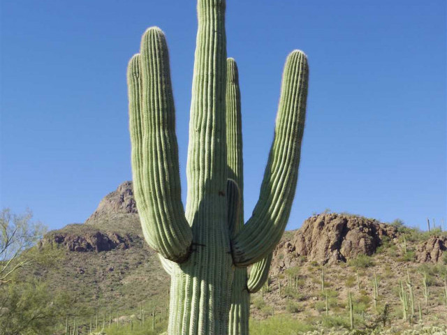 Сагуаро - крупнейший кактус в Америке и символ пустыни Сонора