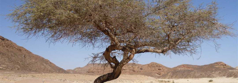 Саксаул - уникальное растение центральной Азии, символ пустыни и символ жизни