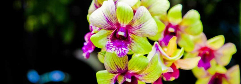Увлекательное путешествие в мир нежных цветов и изящных форм - самые красивые орхидеи пленят вас своим очарованием