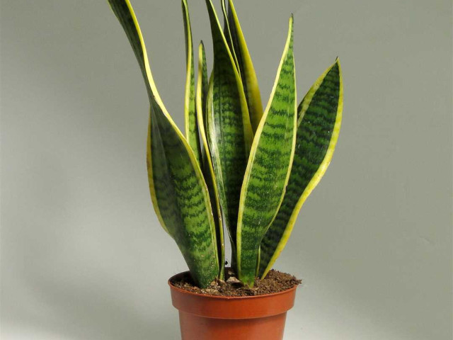 Сансевьера - растение с необычной формой и цветом листьев, полезными свойствами и способностью очищать воздух