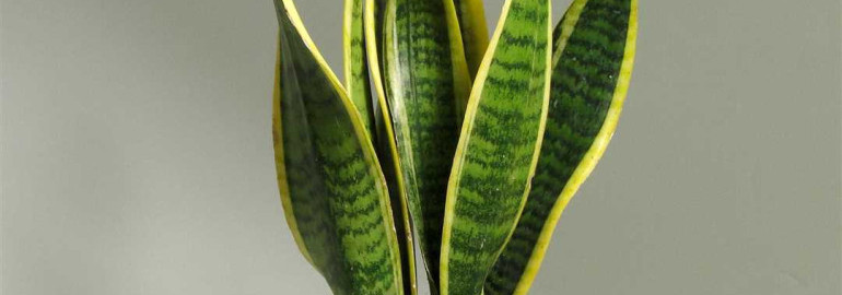 Сансевьера - растение с необычной формой и цветом листьев, полезными свойствами и способностью очищать воздух