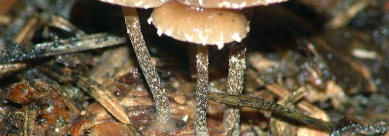Съедобные грибы подмосковья