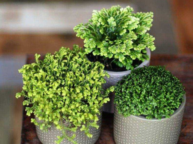 Селагинелла - идеальное растение для домашнего уютного уголка