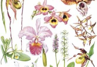 Семейство орхидные — красота и разнообразие представителей растительного мира