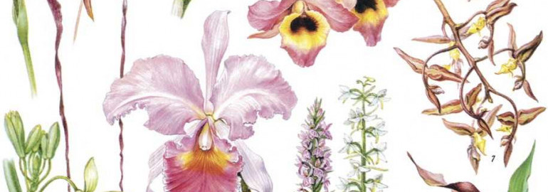 Семейство орхидные — красота и разнообразие представителей растительного мира