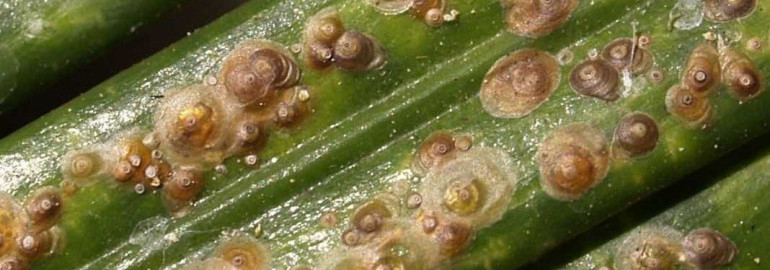 Щитовка – опасный вредитель комнатных растений - как ее определить и бороться (фото)